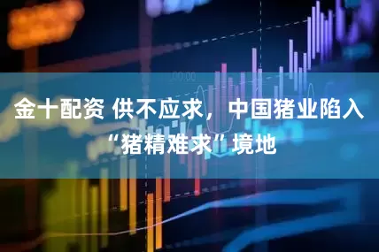 金十配资 供不应求，中国猪业陷入“猪精难求”境地